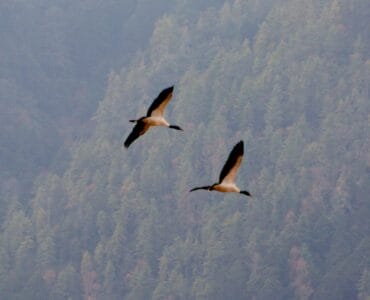 Black Neck Cranes, Gangtey, Bhutan