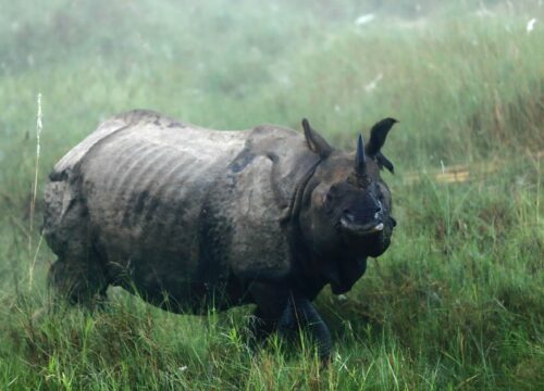 Rhino, Chitwan National Park, Nepal