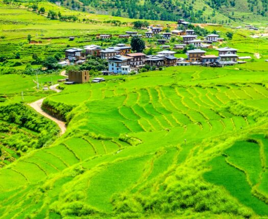 Beautiful view of rice fields and farm traditional houses, Bhutan