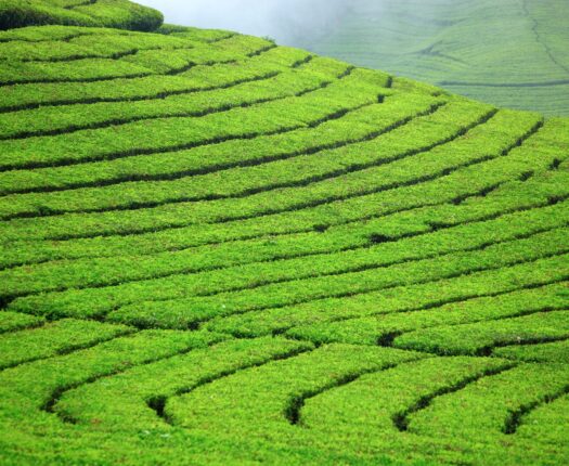 Tea Fields near Munnar, Kerala, India