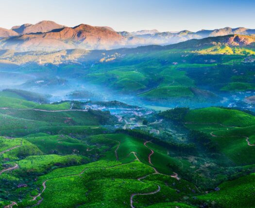 Tea Fields near Munnar, Kerala, India