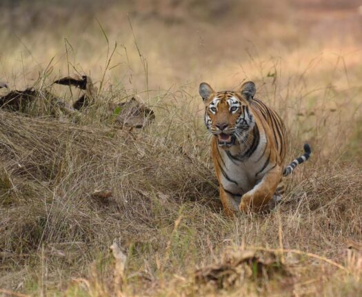 Royal Bengal Tiger, India